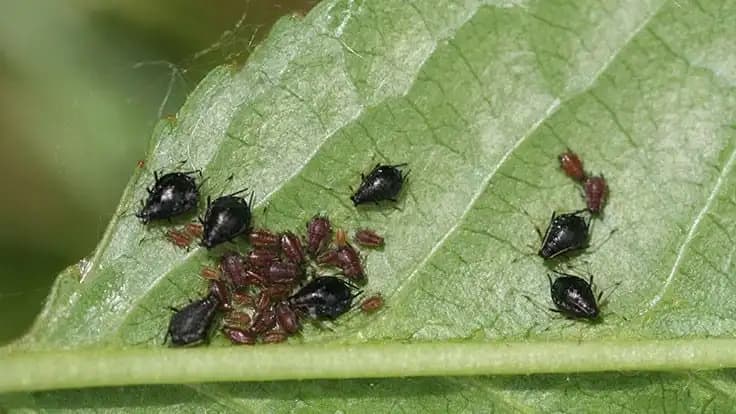 Aphids