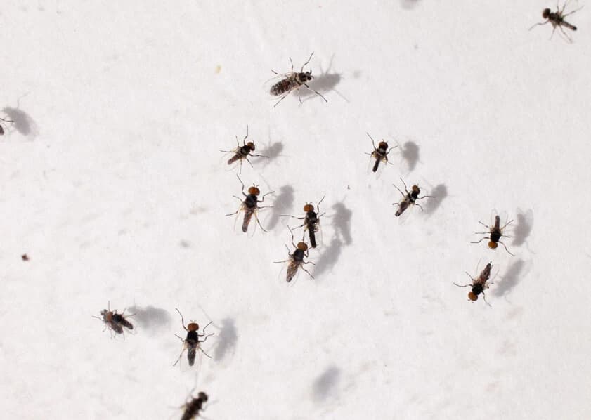 Black Flies