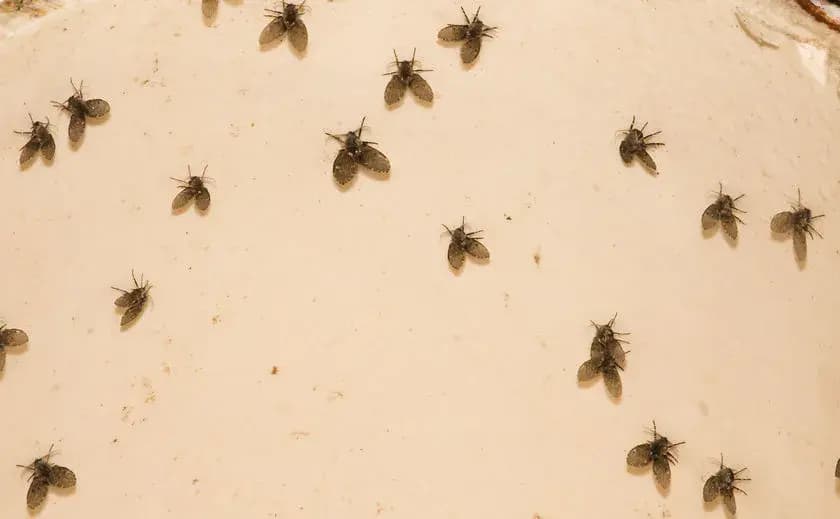 Drain Flies